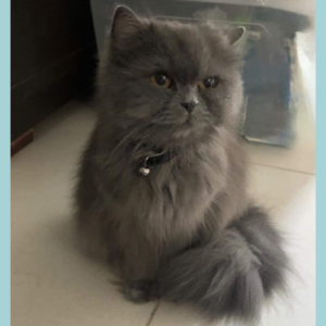 Himalayan Shirazi / Female / 5 Years Old