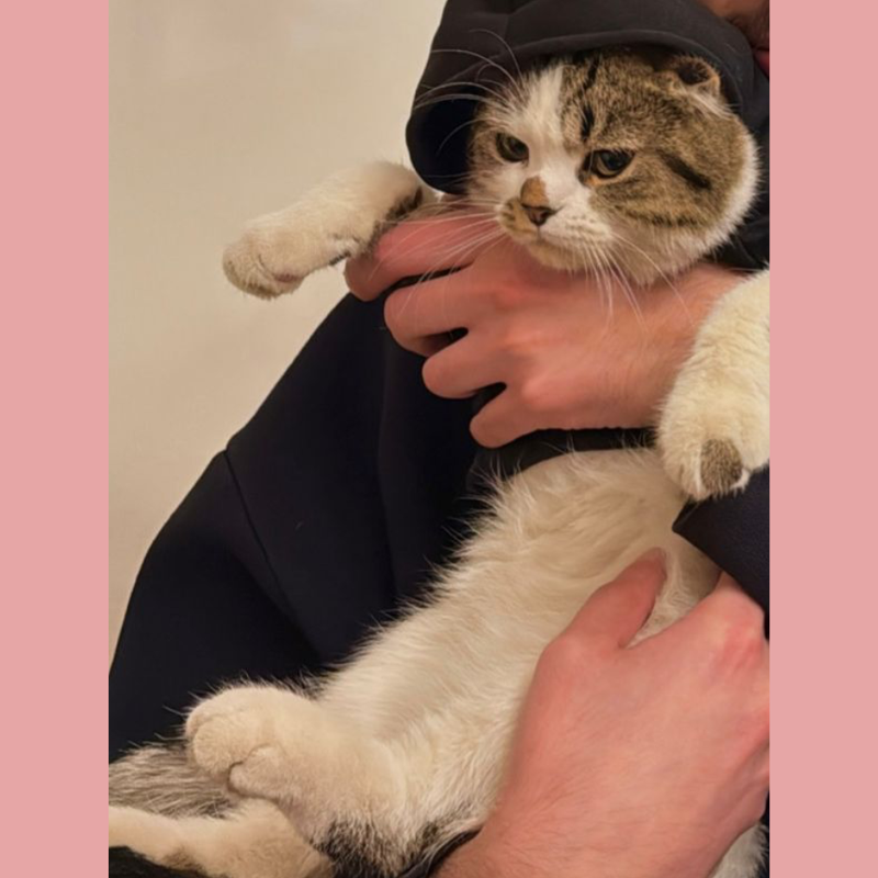 Persian Scottish Mix / Male / 6-7 Months Old