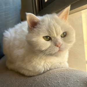 Mix Breed Cat / Female