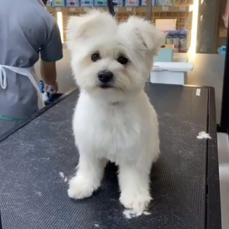 Maltese / Female / 2 Years Old