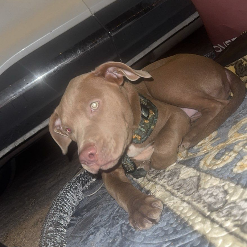 Pitbull / Male / 5 Months Old