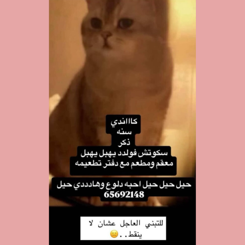 Candy / Scottish Fold / Male