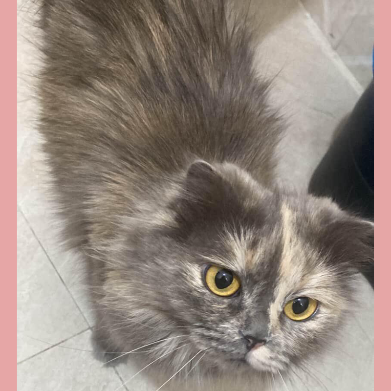 Shirazi Mix / Female