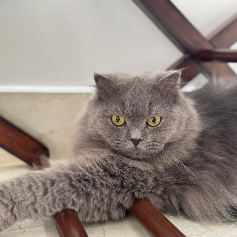 Male Cat / 1 Year Old