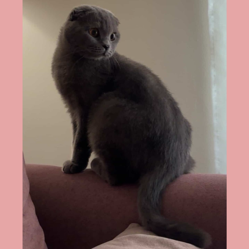 Scottish Fold / Female / 3 Years Old