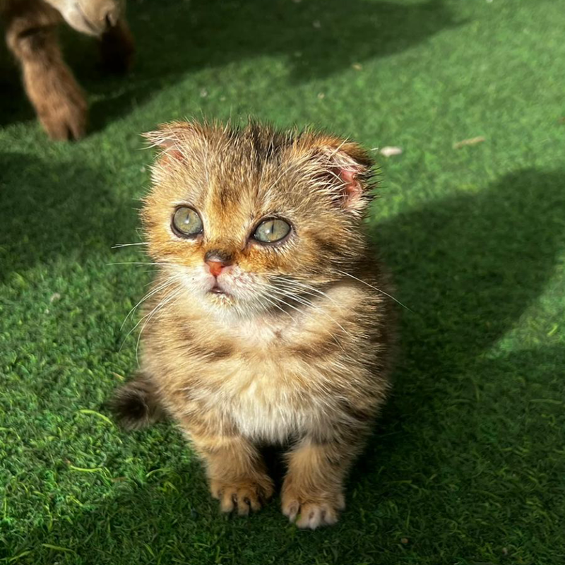 Scottish Fold / Female / 3 Months Old
