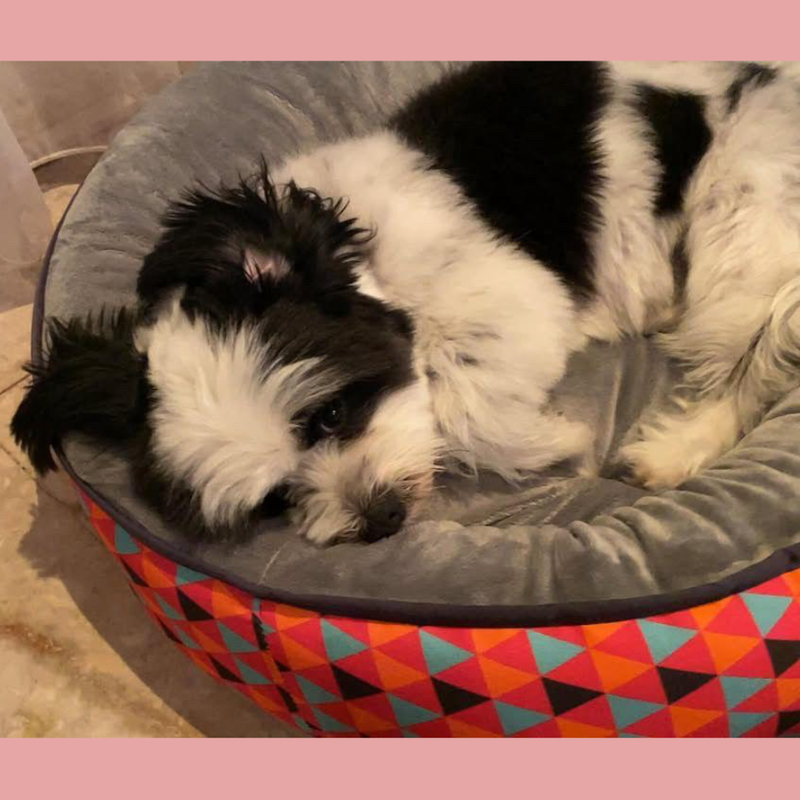 Shih Tzu Maltese Mix / Female