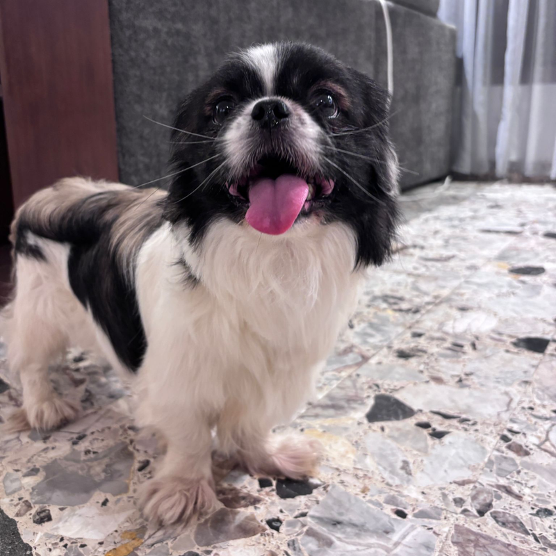 Pekinese / Male / 2 Years Old