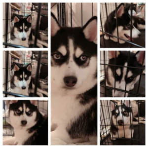 Siberian Husky / Female / 3 Years Old