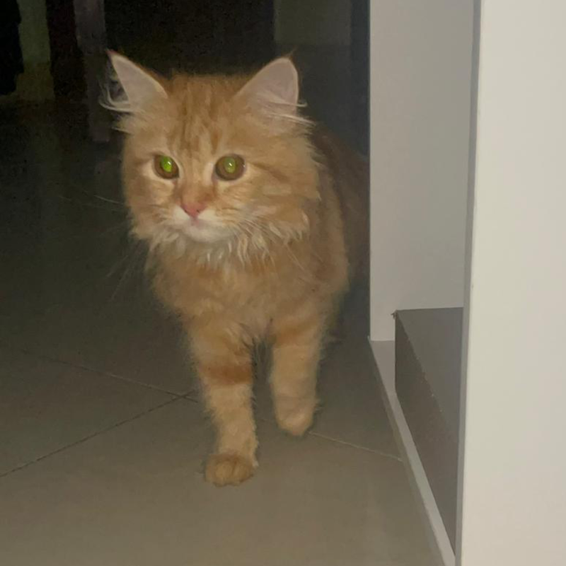 Female Cat / 6 Months Old