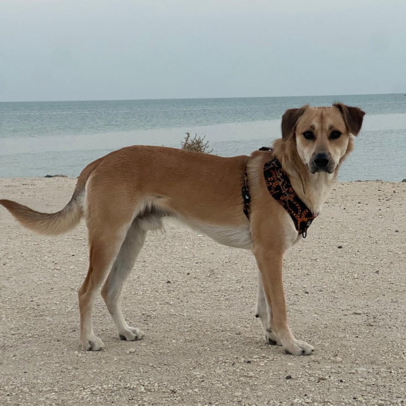 Potcake Dog / Male / 1 Year Old