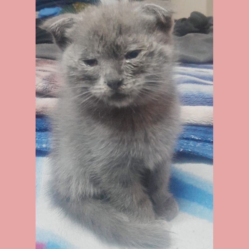 Shirazi / Male / 2 Months Old