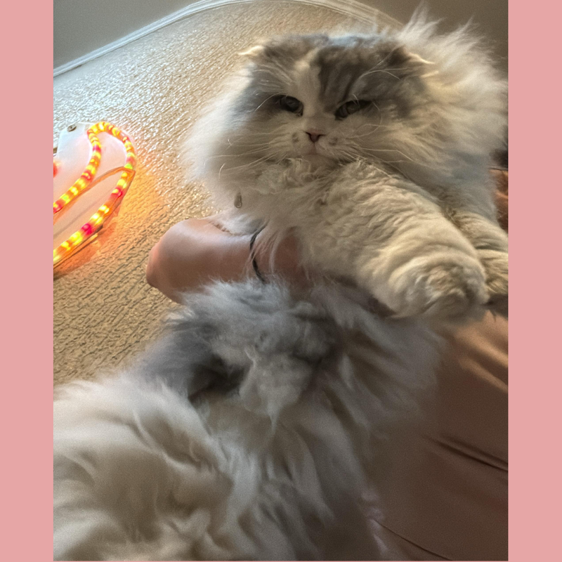 Persian Cat (Abandoned)