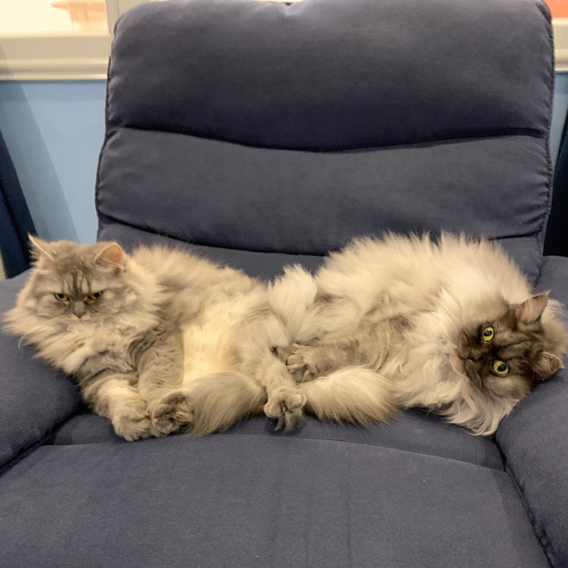 2 Persian Mix / Females