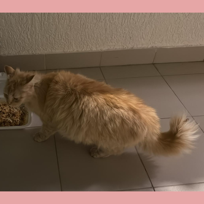 Shirazi / Female / 6 Months Old