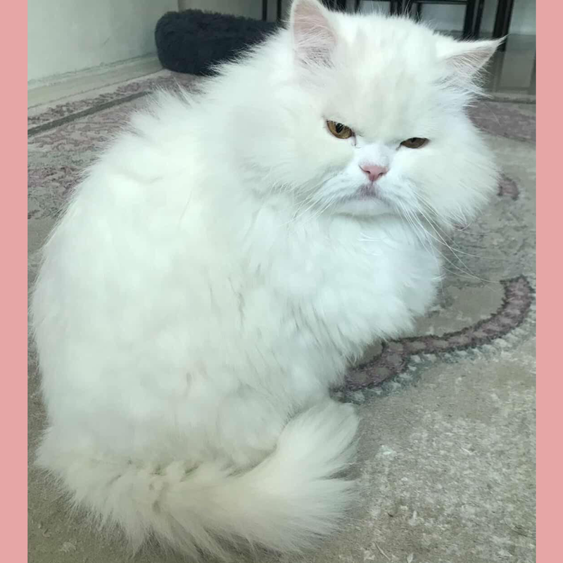 Rino / Shirazi / Male