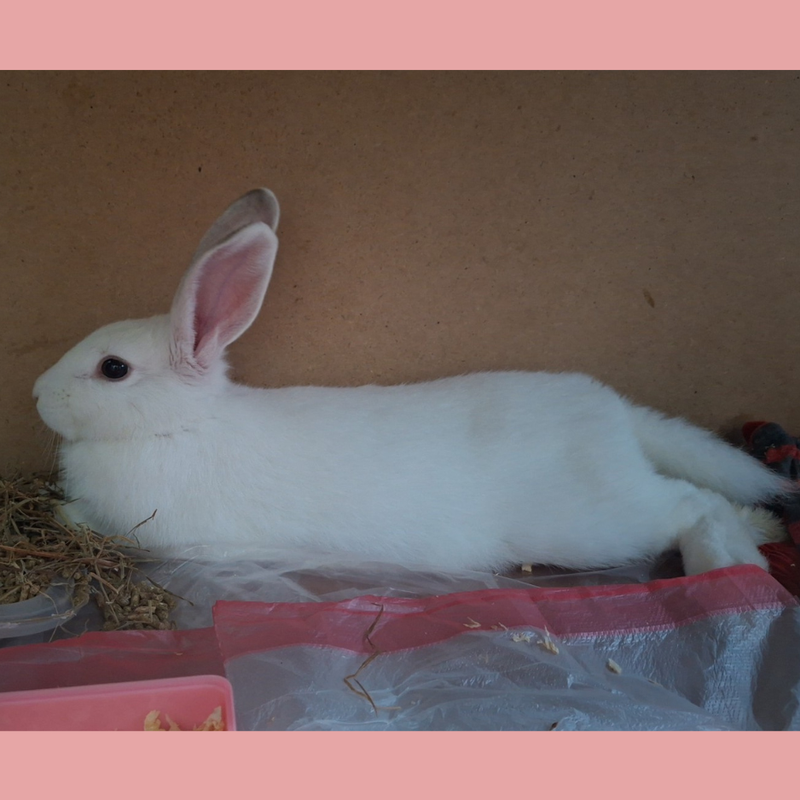 Rabbit / New Zealand Mix