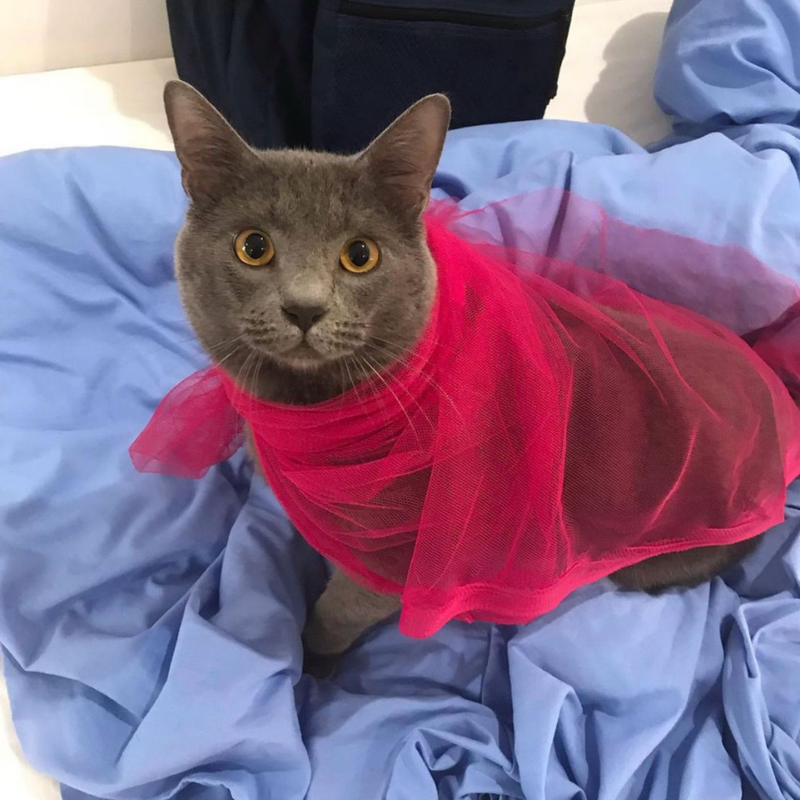 Scottish Fold / Male / 3 Years Old