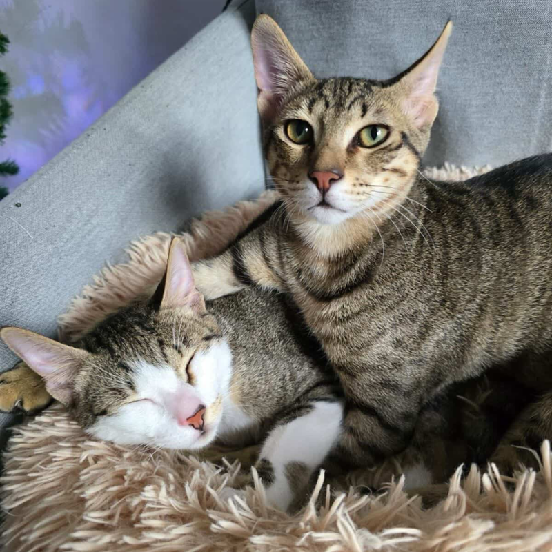 Domestic Shorthair Tabby / Male / 9 Months Old