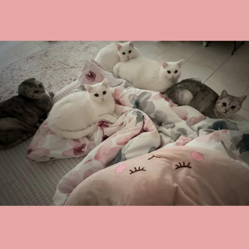 6 Cats (3 Males & 3 Females)