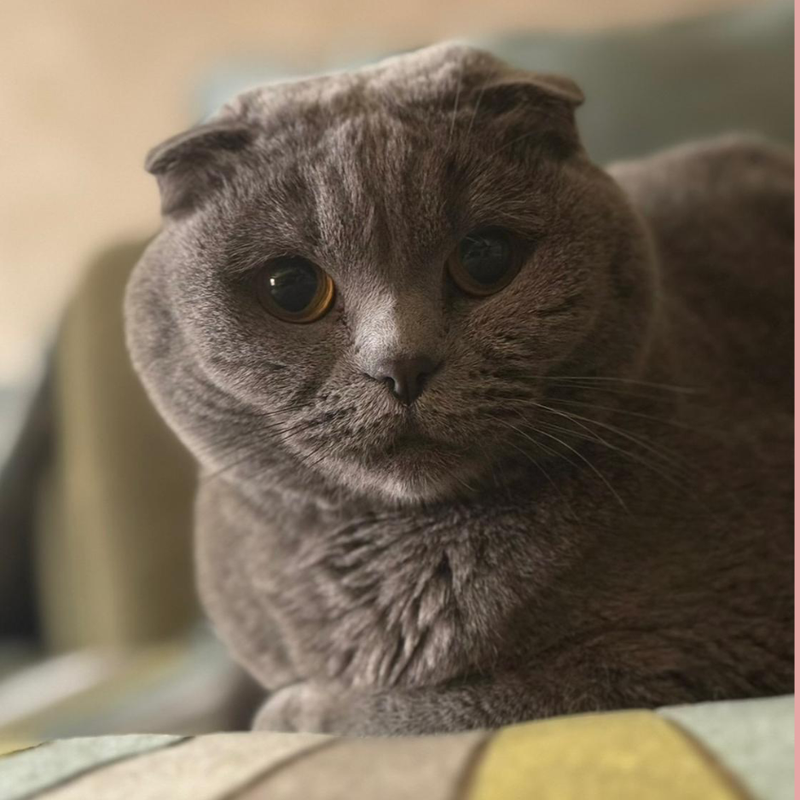Scottish Fold Short Hair / Female