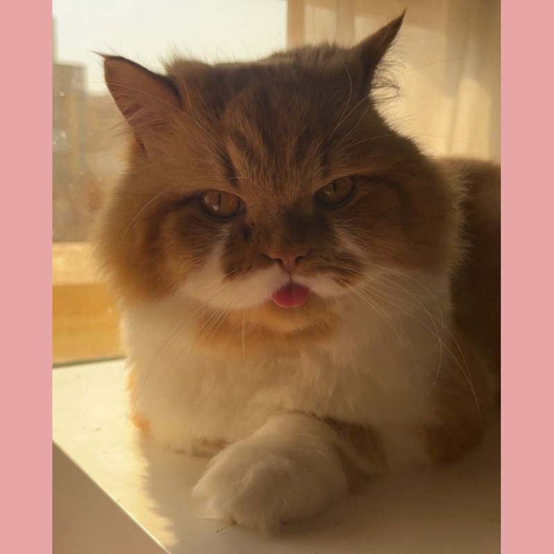 Persian British Longhair Mix / Male