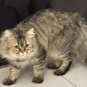 British Longhair / Male / 6 Years Old