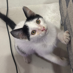 Kitten / Shorthair / Female