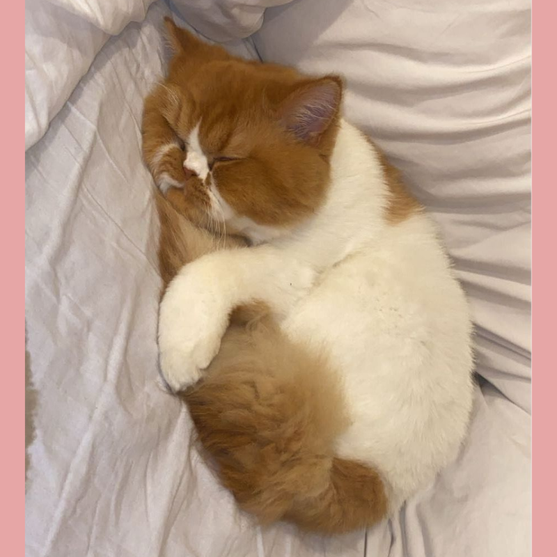 Persian / Male / 4 Years Old