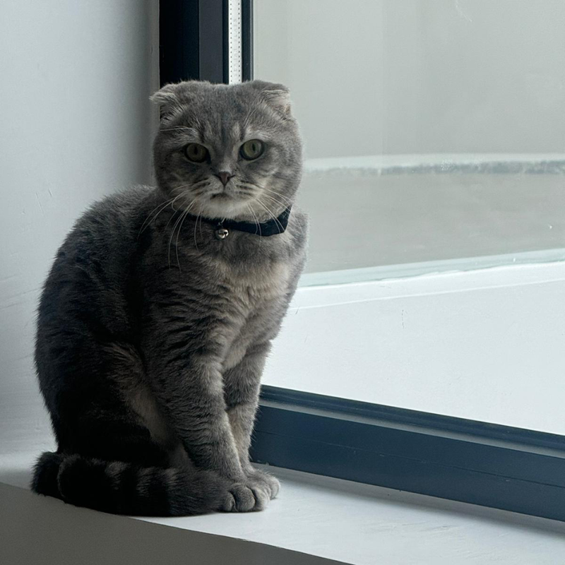 Scottish Fold / Male