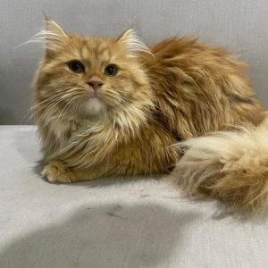 Scottis Persian Mix / Male