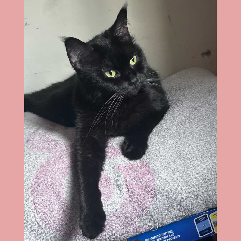 Short Haired Bombay Cat / Female