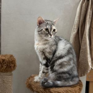 Cat / Female / 1 Year and 8 Months