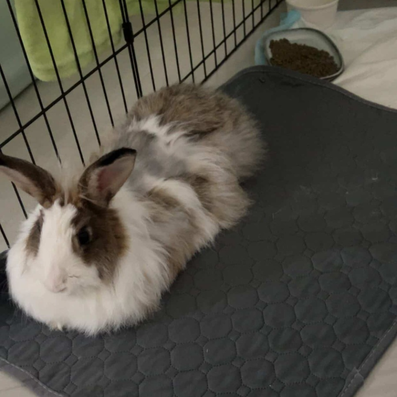 Rabbit / Female / 2 Years Old