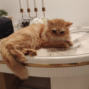 Shirazi / Female / 2 Years Old