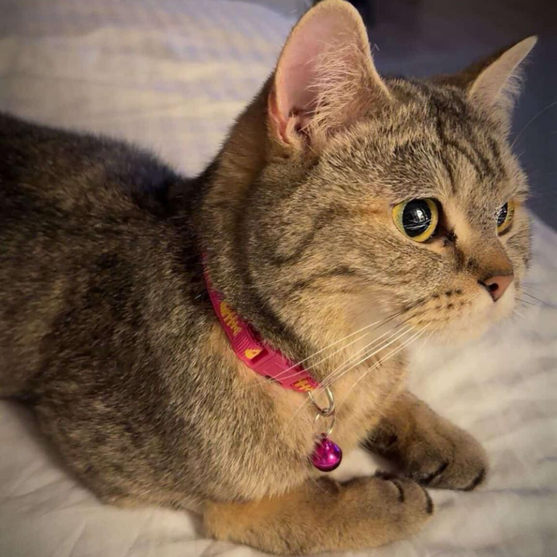 Bunny / British Shorthair / Female