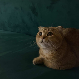 Scottish Straight / Male / 7 Months Old