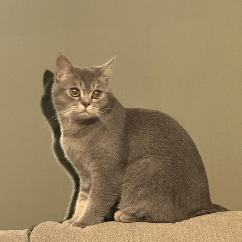 Scottish Straight / Male / 9 Months