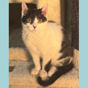 Mix Breed / Female / 3-4 Months Old