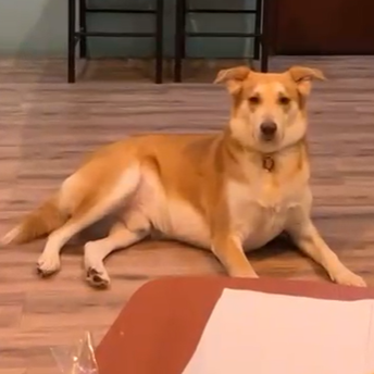 Beagle - Husky Mix / Male / 5 Years Old