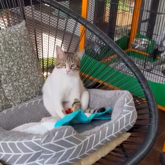 Domestic Shorthair / Male