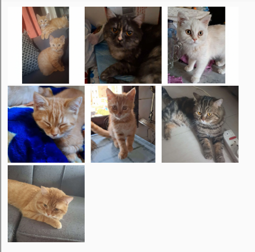 Cats & Kittens