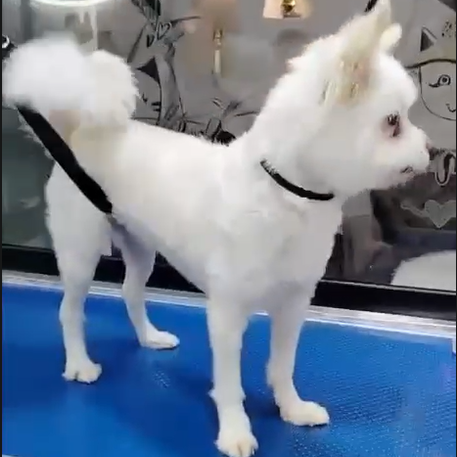 Hybrid Terrier / Female