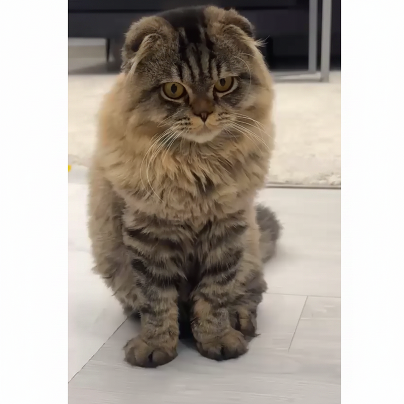 British Longhair / Male / 10 Months Old