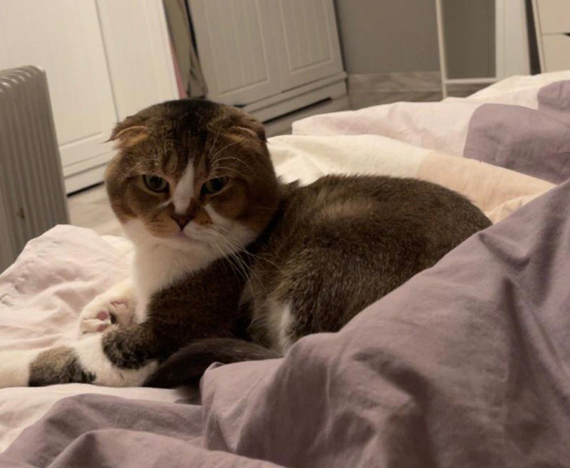 Scottish Fold mix with British