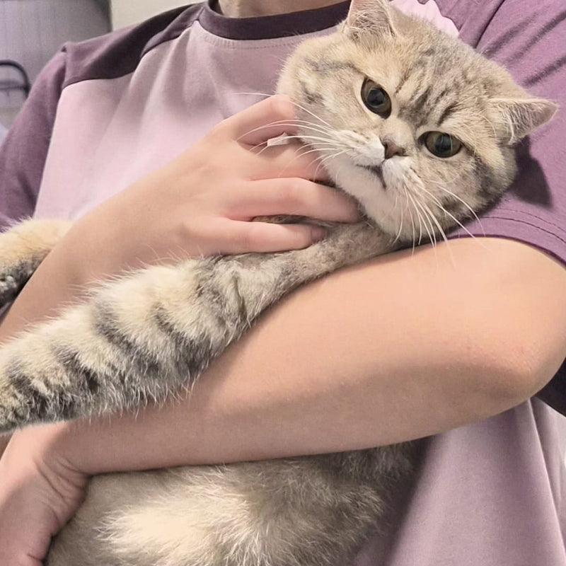 Scottish Straight / Female / 1 Year Old