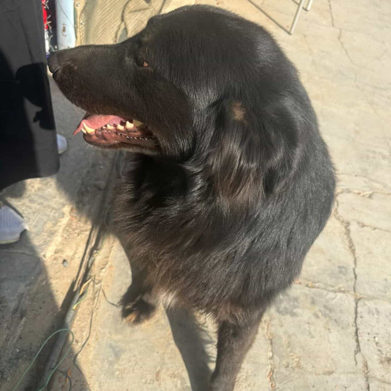 Black Jack German Shepherd Mix / Male / 4 Years Old