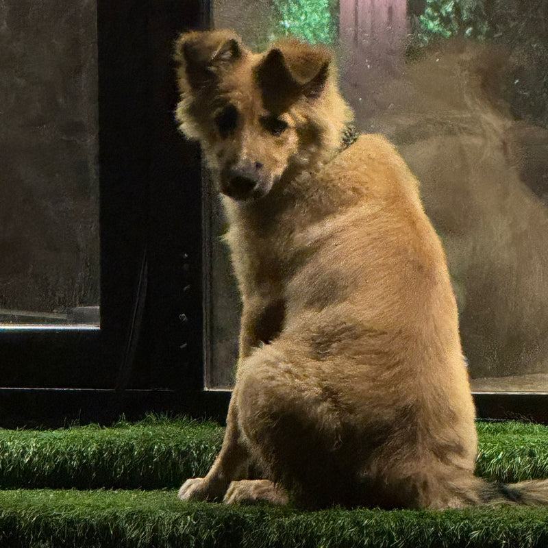 Mixed Breed / Female / 4 Months Old