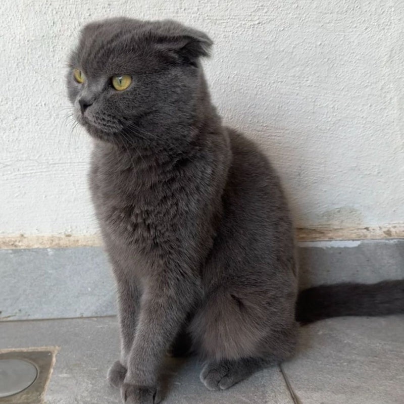 Scottish Fold / Male