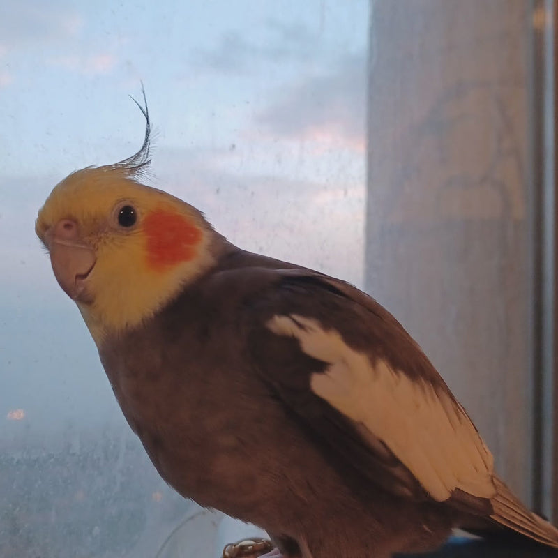 Bird / Cockatiel